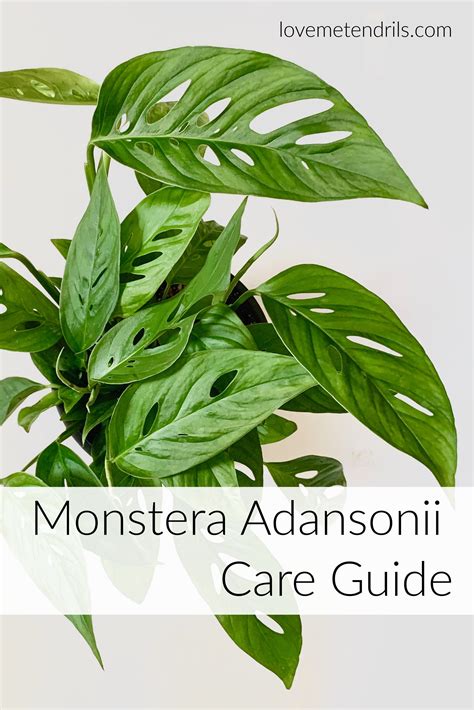 Monstera Adansonii - Complete Care Guide