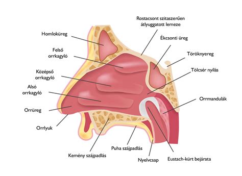 Nasal concha reduction, lower nasal concha reduction surgery (mucotomy) - Medicover