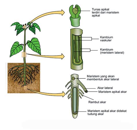 Jaringan Meristem pada Tumbuhan - Ciri-Ciri, Fungsi dan Jenisnya ...
