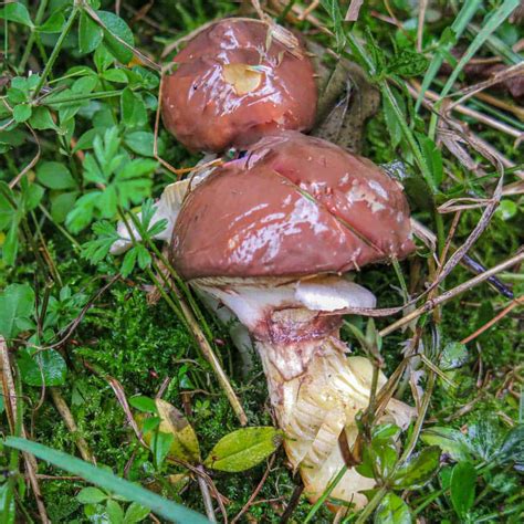 Suillus Luteus Mushrooms - Forager | Chef