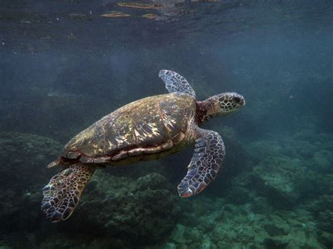 Seven Days Of Snorkeling In Maui 2022