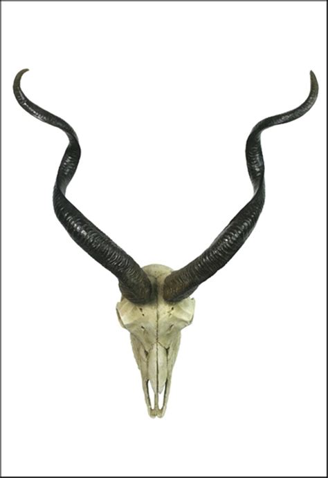 KUDU SKULL WALL PLAQUE