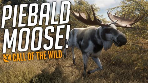 Epic Piebald Moose Trophy Hunt! | theHunter: Call Of The Wild - YouTube