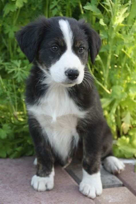 English Shepherd puppy photo | English shepherd puppy, English shepherd, English coonhound