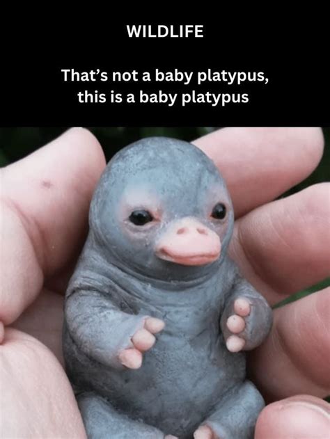 That’s not a baby platypus, this is a baby platypus - Australian Geographic