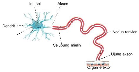 Gambar sel saraf beserta fungsinya 2021