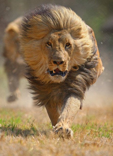 RUNNING LION | Animali, Animali selvatici, Animali selvaggi