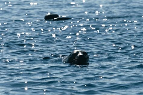 How Labyrinthine Shape in Lake Saimaa Helps Save Endangered Saimaa ...