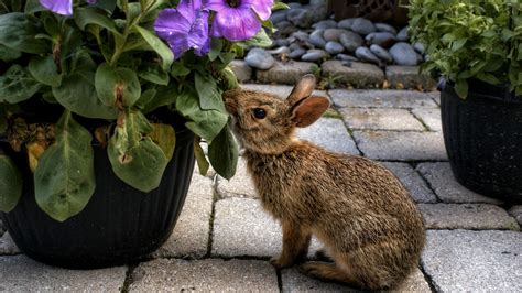 Best rabbit-repellent plants: 14 top choices for your yard | Gardeningetc