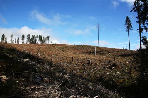 Hiking through the Tillamook Burn: An Oregon forest recovers, decades after devastating fires ...