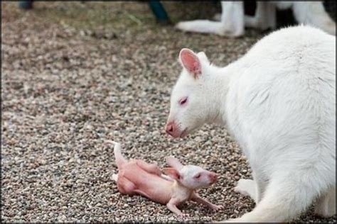 Animal Planet: RARE WHITE KANGAROO