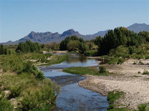 Arizona: Beetles, Bugs, Birds and more: April 2010