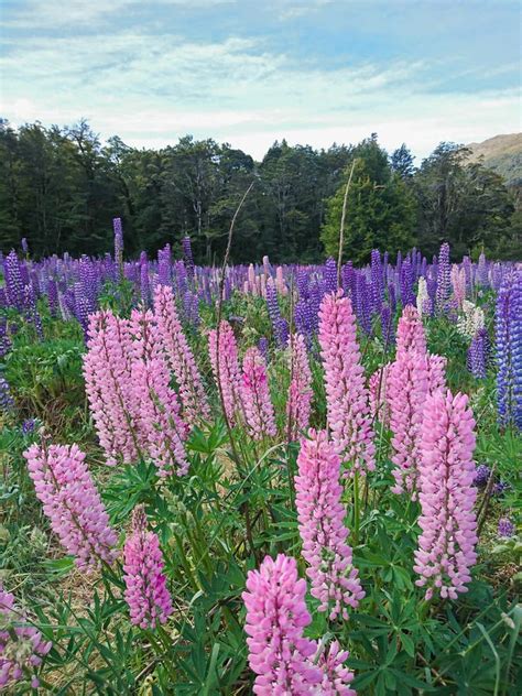 Pink and Purple Lupine Flower Field Stock Image - Image of mountains ...