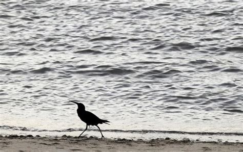 Premium AI Image | Silhouette of a bird walking on the beach