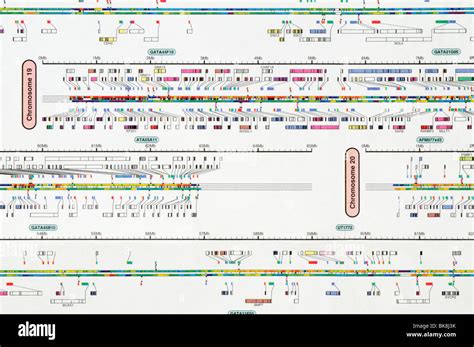 Human Genome Map