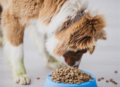 What’s the Best Kind of Dog Food for Weight Loss? | PetMD