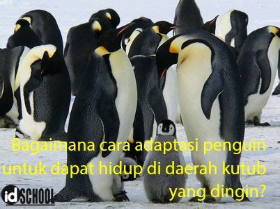 5 Cara Adaptasi Penguin Hidup Di Daerah Kutub – idschool.net