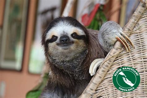 Fundraiser for Judy Ann Avey by Judy Avey-Arroyo : Saving the Sloth ...