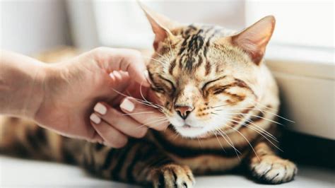 Why Cats Love Getting Their Cheeks Scratched and Rubbed?