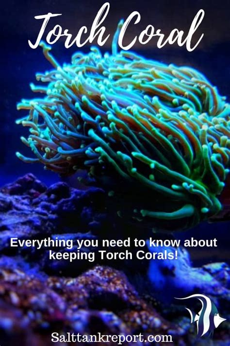 Torch Coral Care (Complete Guide) - Salt Tank Report