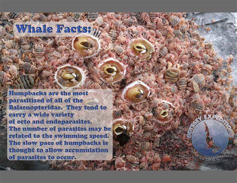 Facts_Whale_Lice | Marine Biology Learning Center