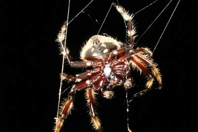 Deadly Venoms, Tougher-than-Steel Webs | UMass Lowell