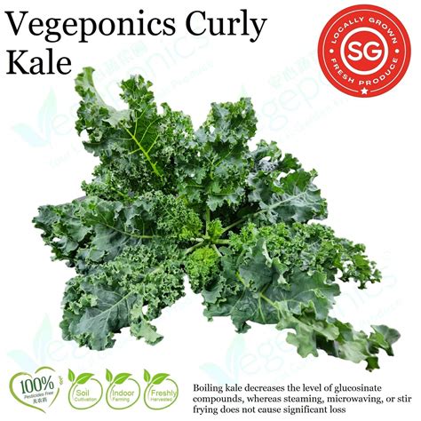 Curly Kale (120G) - Vegeponics