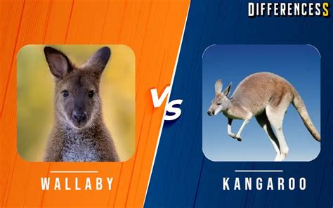 Wallaby Vs Kangaroo Differences And Comparison » Differencess