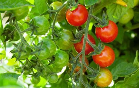 How to Grow Cherry Tomatoes - Planting and Harvesting Cherry Tomato Plants