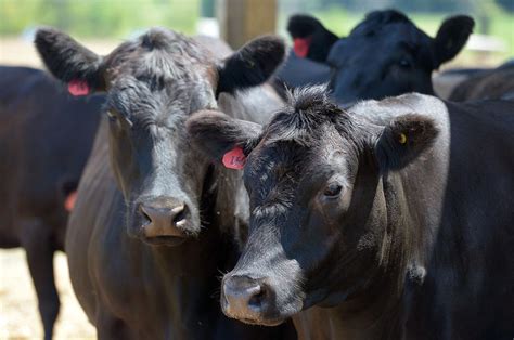 Newville farm breeding Wagyu cattle from local dairy surrogates | Local | cumberlink.com