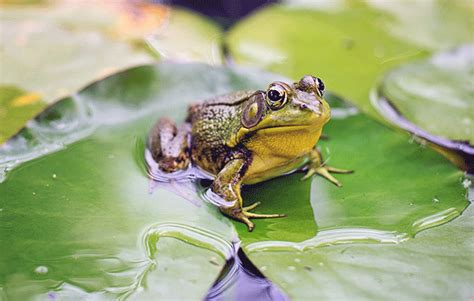 The Frog Life Cycle for Kids - National Geographic Kids