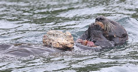 The Quest for an Archaeology of Sea Otter Tool Use | Hakai Magazine