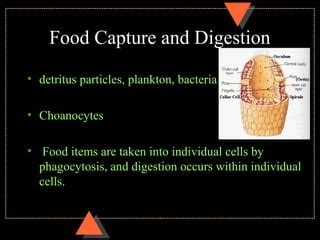 Poriferans and Placozoans | PPT