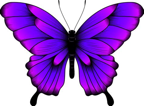 ilustración de mariposa púrpura tropical - hermoso vector de mariposa 10938844 Vector en Vecteezy