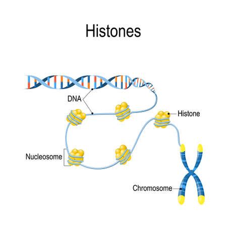 Vector of Histones. Schematic - ID:122451652 - Royalty Free Image ...