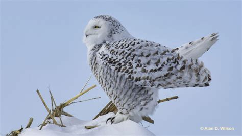 Snowy Owl - ID, Facts, Diet, Habit & More | Birdzilla