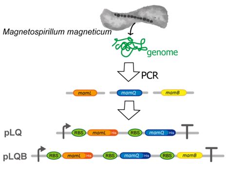 Team:Kyoto/Project/Magnetosome Formation - 2014.igem.org