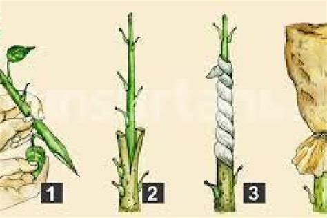 Stek dan Okulasi Merupakan Perkembangbiakan Secara Apa? Jenis Tumbuhan ...