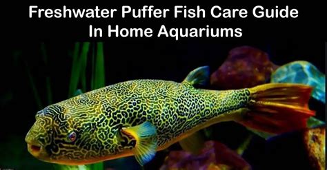 Freshwater Puffer fish Care Guide 14 Things To Know