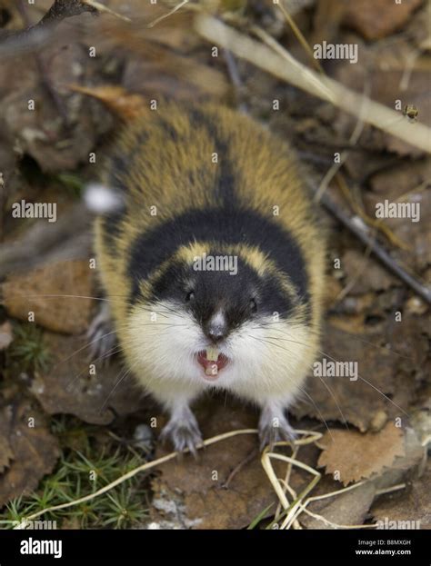 Norway lemming (Lemmus lemmus), threatening gesture, Norway, Lapland ...