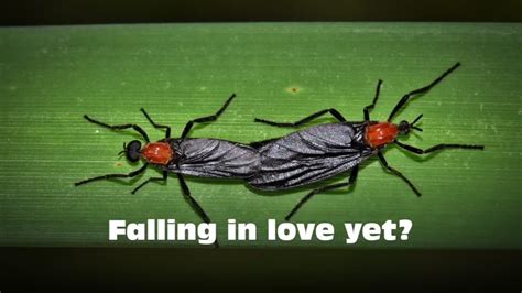 Lovebug season happens twice a year, posing no real threat to humans | abc13.com