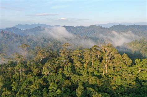 10 Hutan Lindung di Indonesia yang Punya Manfaat Besar bagi Kehidupan - Inilah Depok