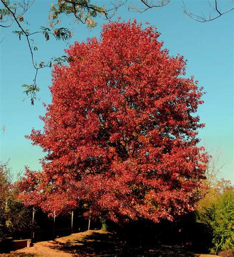 Northern Red Oak - Plant Guide