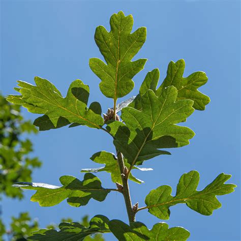 Garry oak – Trees of Vancouver