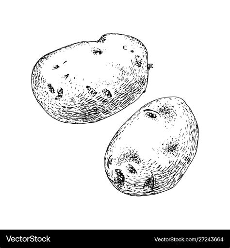 Hand drawn potato on white background Royalty Free Vector