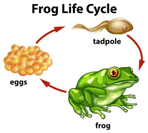 A Frog Life Cycle On White Background | Lifecycle of a frog, Animal ...