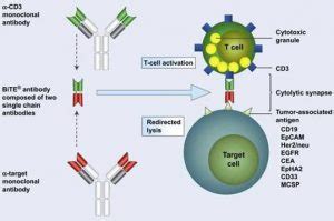 The World’s First-and-Only Bispecific T Cell Engager Immunotherapy Approved in Japan – Creative ...