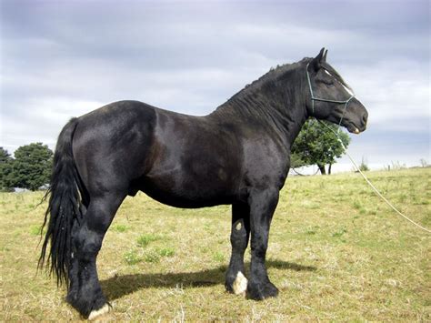 Percheron | Draft horses | Pinterest | Horses, Percheron horses and ...