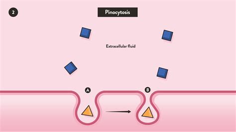 Phagocytosis vs Pinocytosis: Definition and Function | Technology Networks