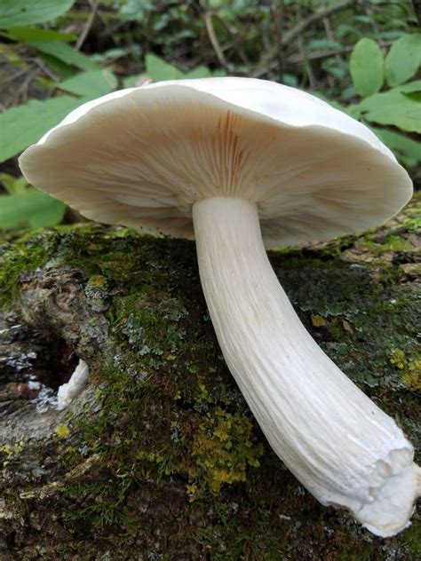 Elm Oyster Mushroom: Identification, Foraging, and Lookalikes - Mushroom Appreciation